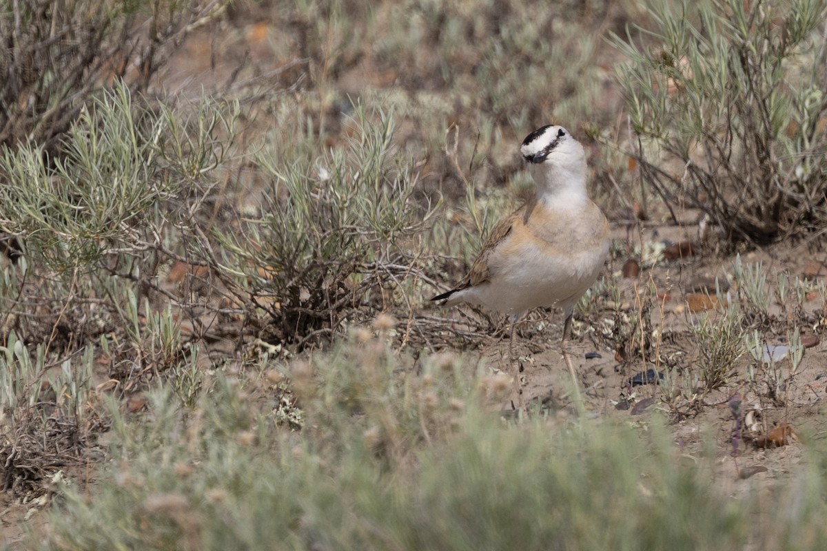 Mountain Plover - ML637758630