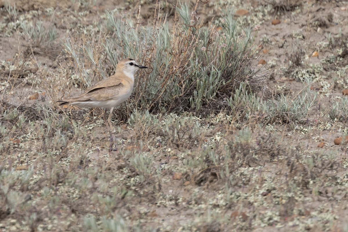 Mountain Plover - ML637758631