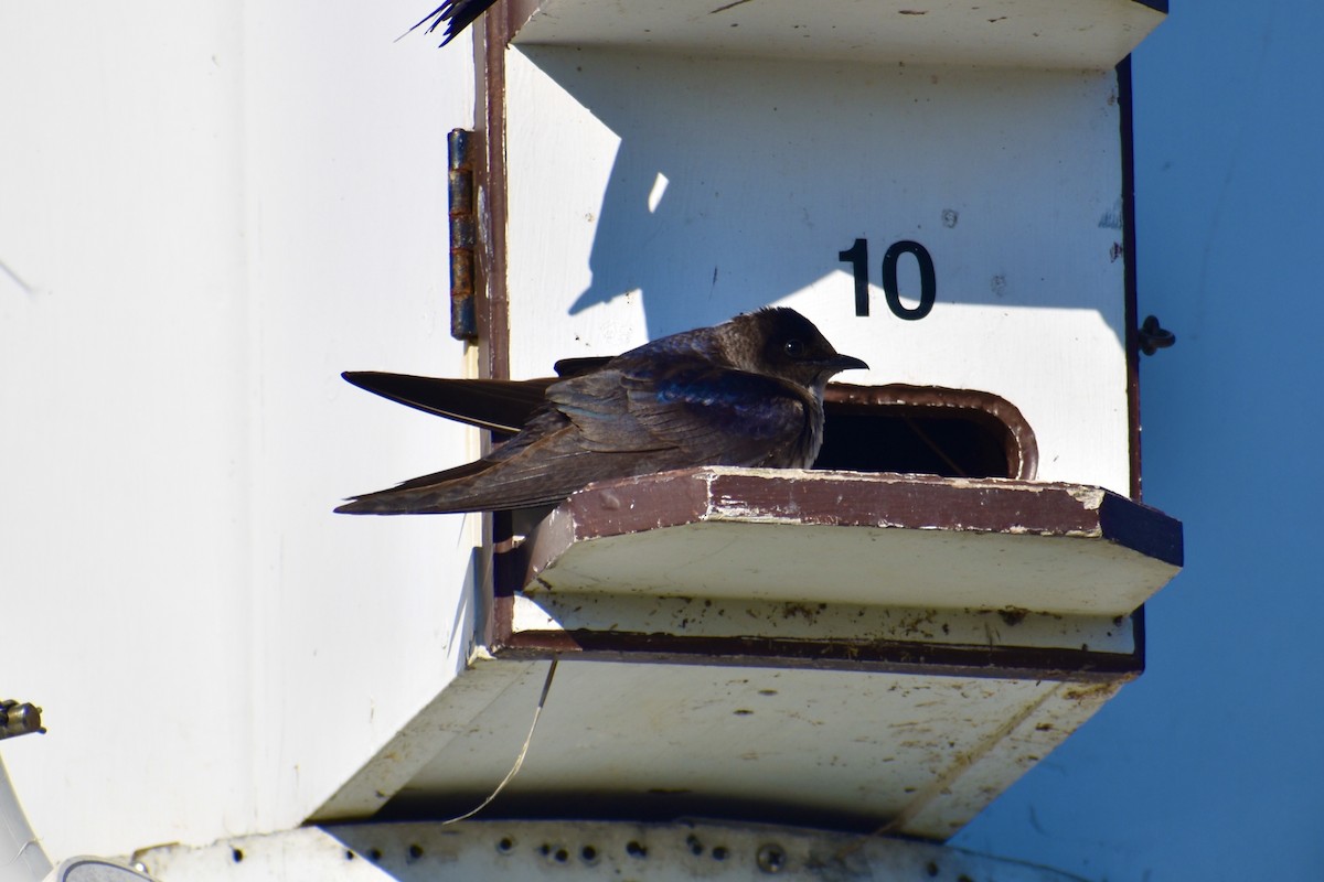 Purple Martin - ML637758634