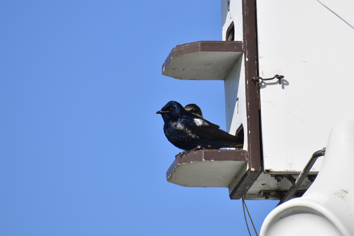 Purple Martin - ML637758668