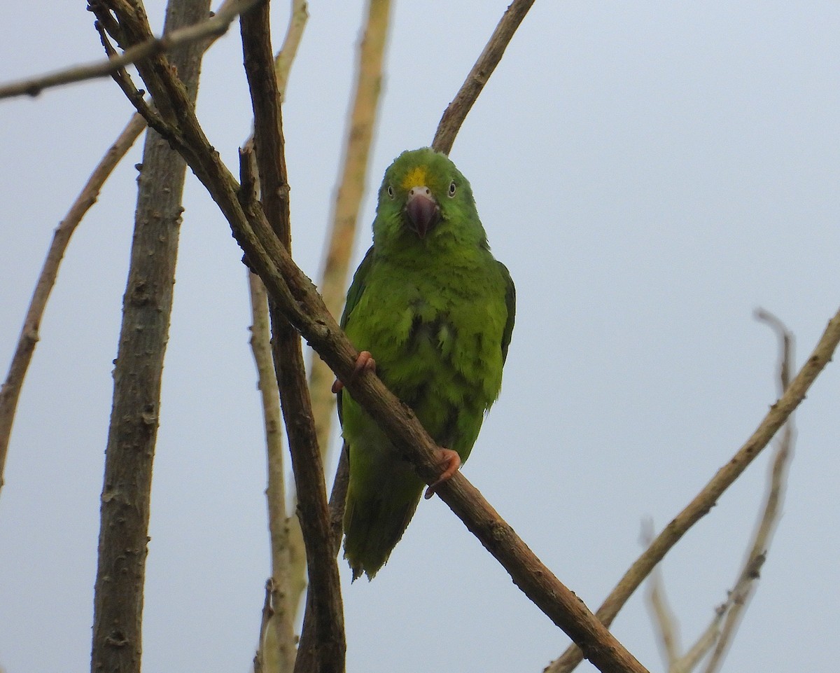 Tui Parakeet - ML637758684