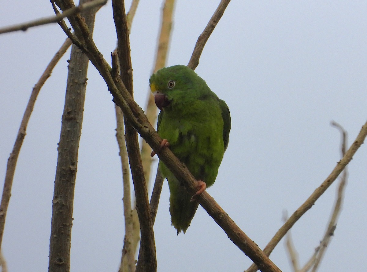 Tui Parakeet - ML637758685