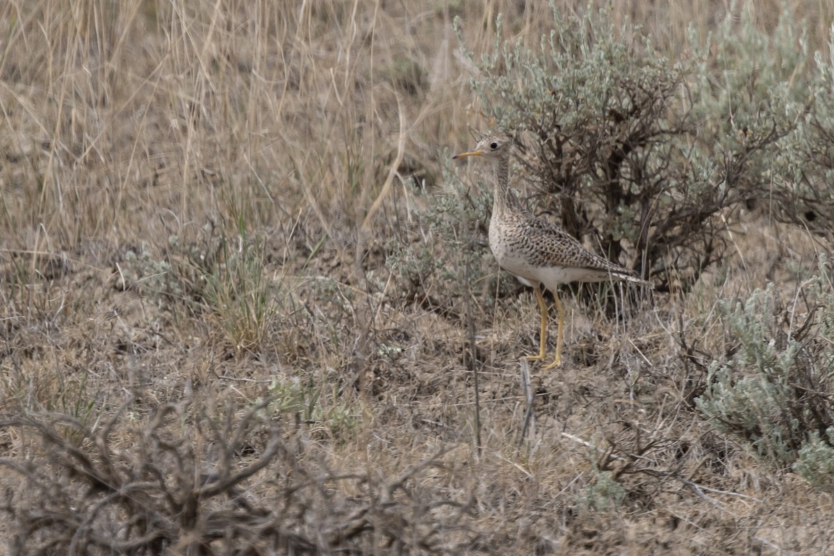 Upland Sandpiper - ML637758697