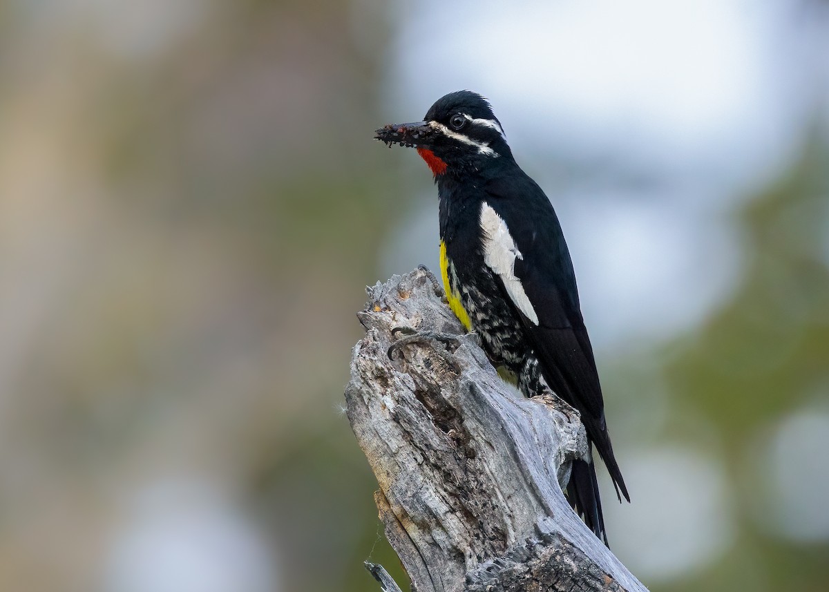 Williamson's Sapsucker - ML637758856