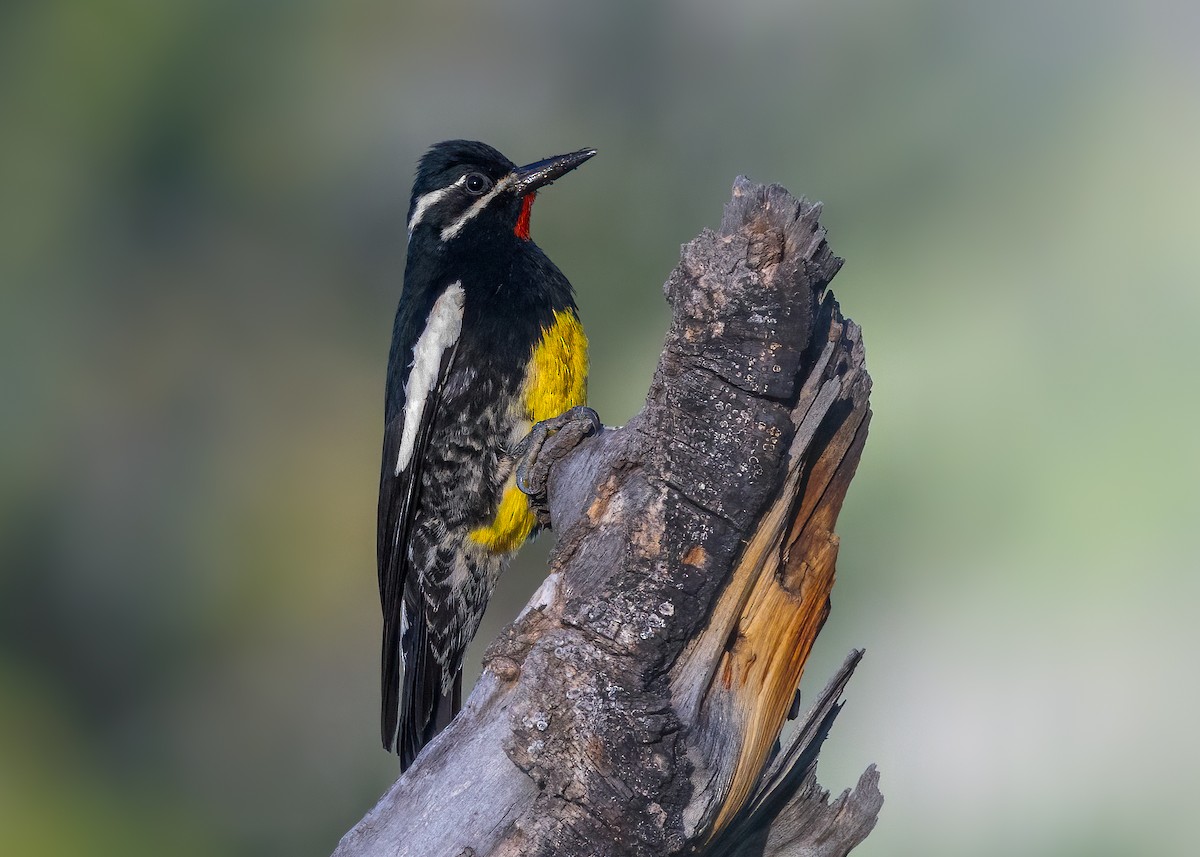 Williamson's Sapsucker - ML637758857
