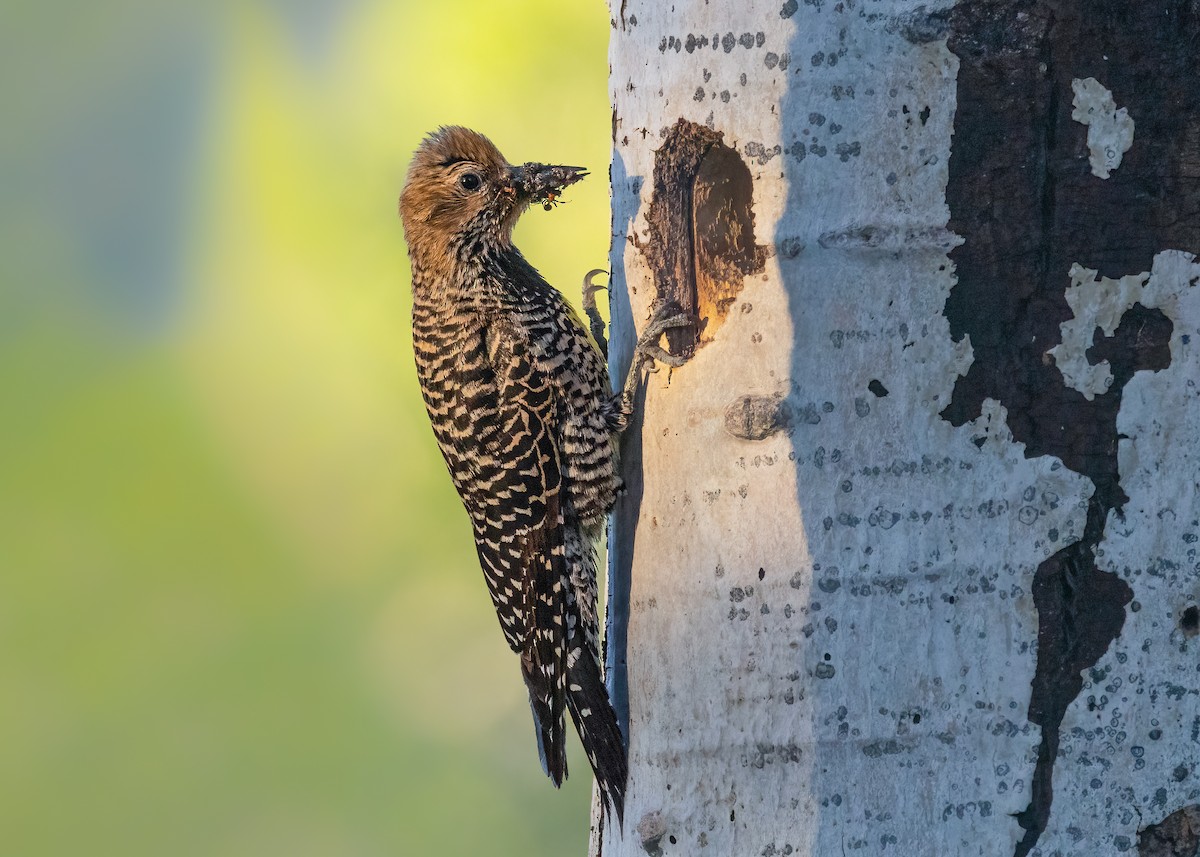 Williamson's Sapsucker - ML637758861