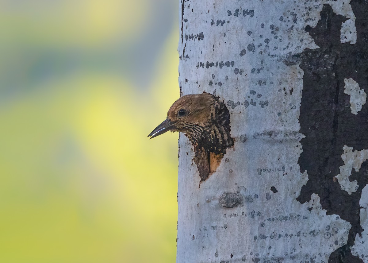 Williamson's Sapsucker - ML637758868