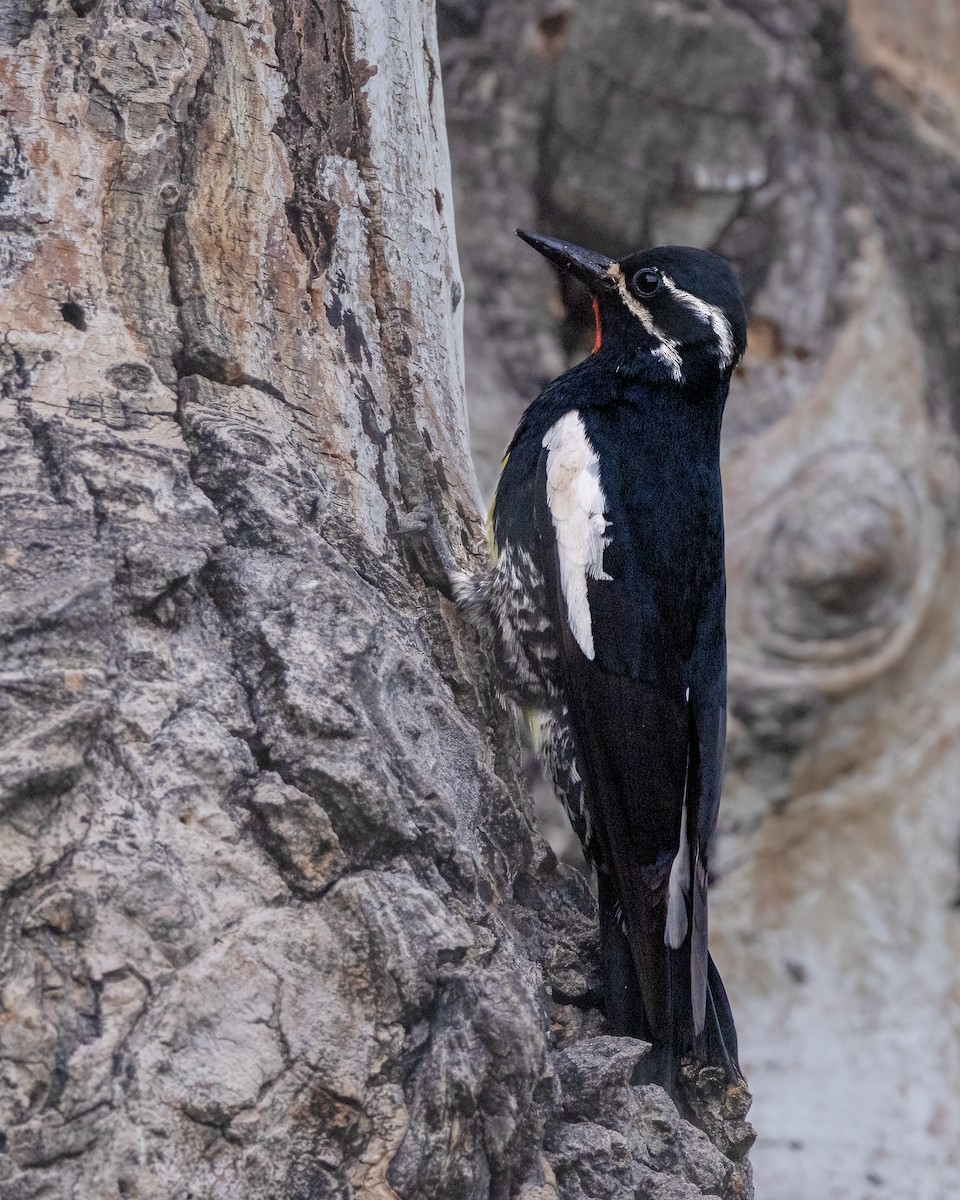 Williamson's Sapsucker - ML637758878