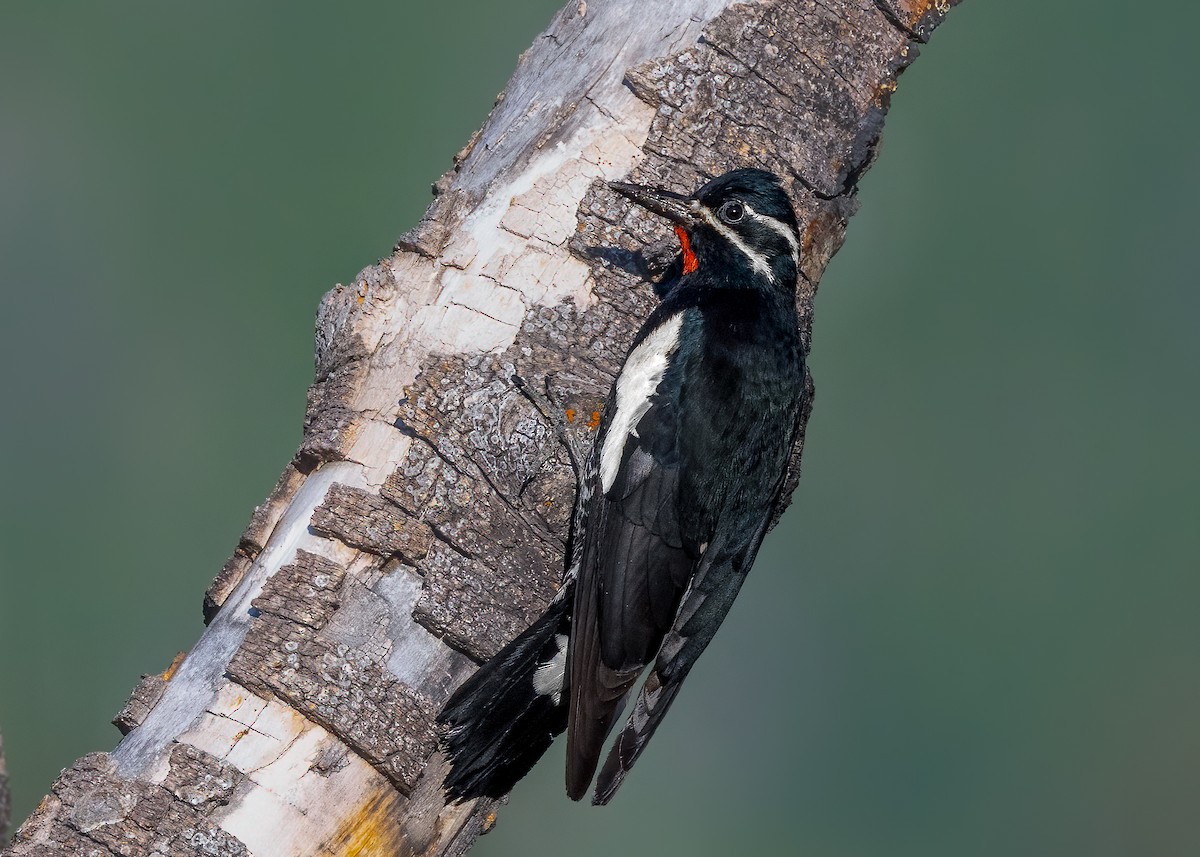 Williamson's Sapsucker - ML637758888