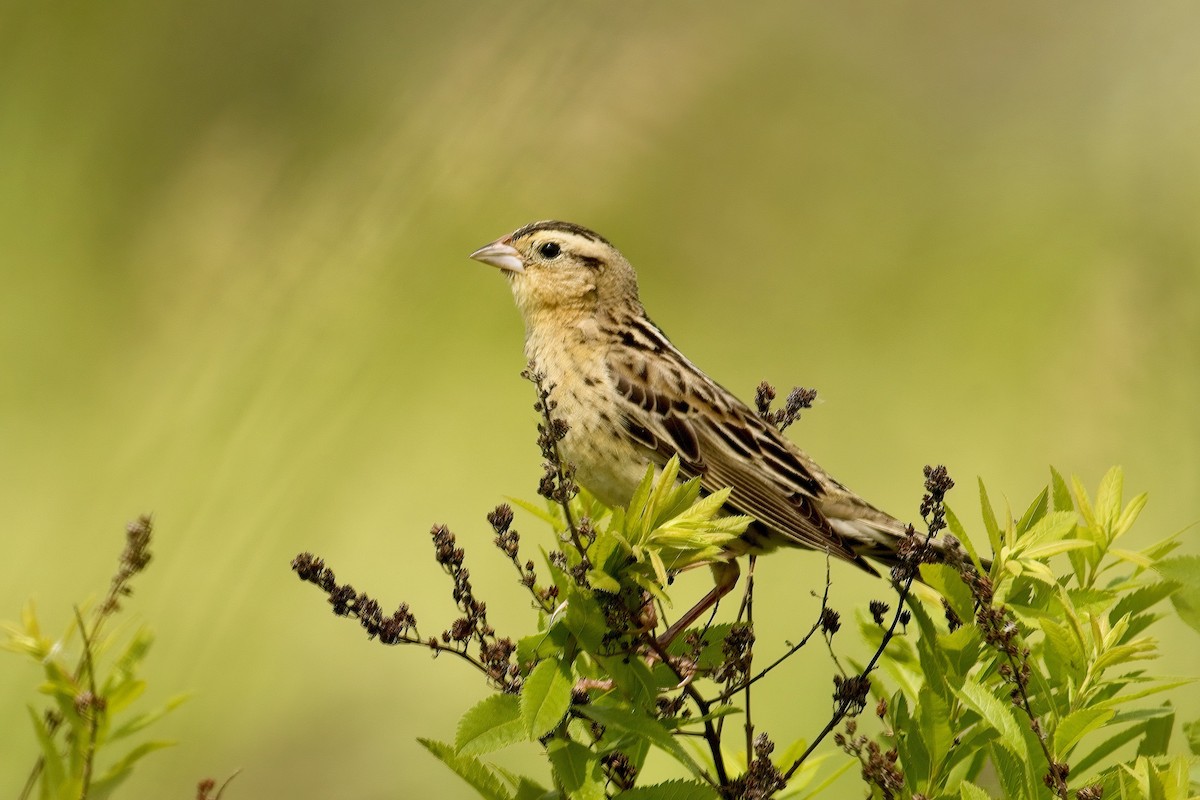 Bobolink - ML637758919