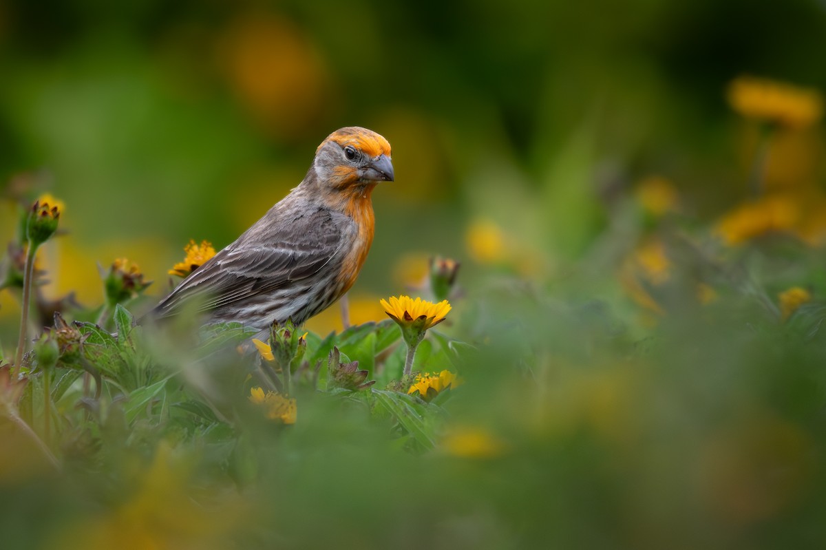 House Finch - ML637759131