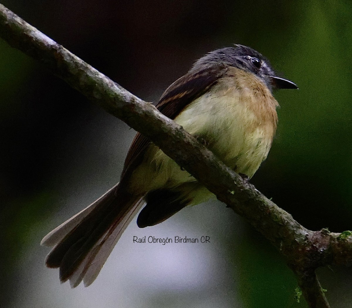 Tawny-chested Flycatcher - ML637759132