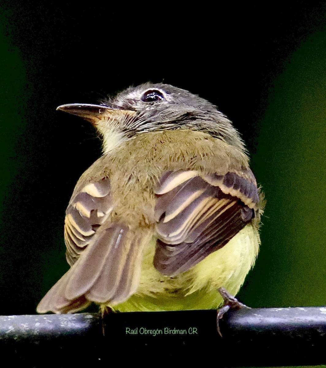Tawny-chested Flycatcher - ML637759133