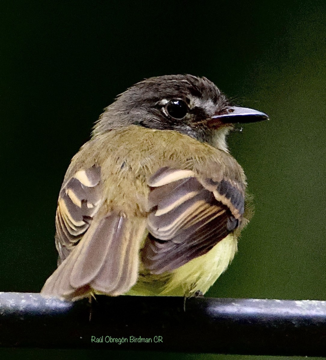 Tawny-chested Flycatcher - ML637759134