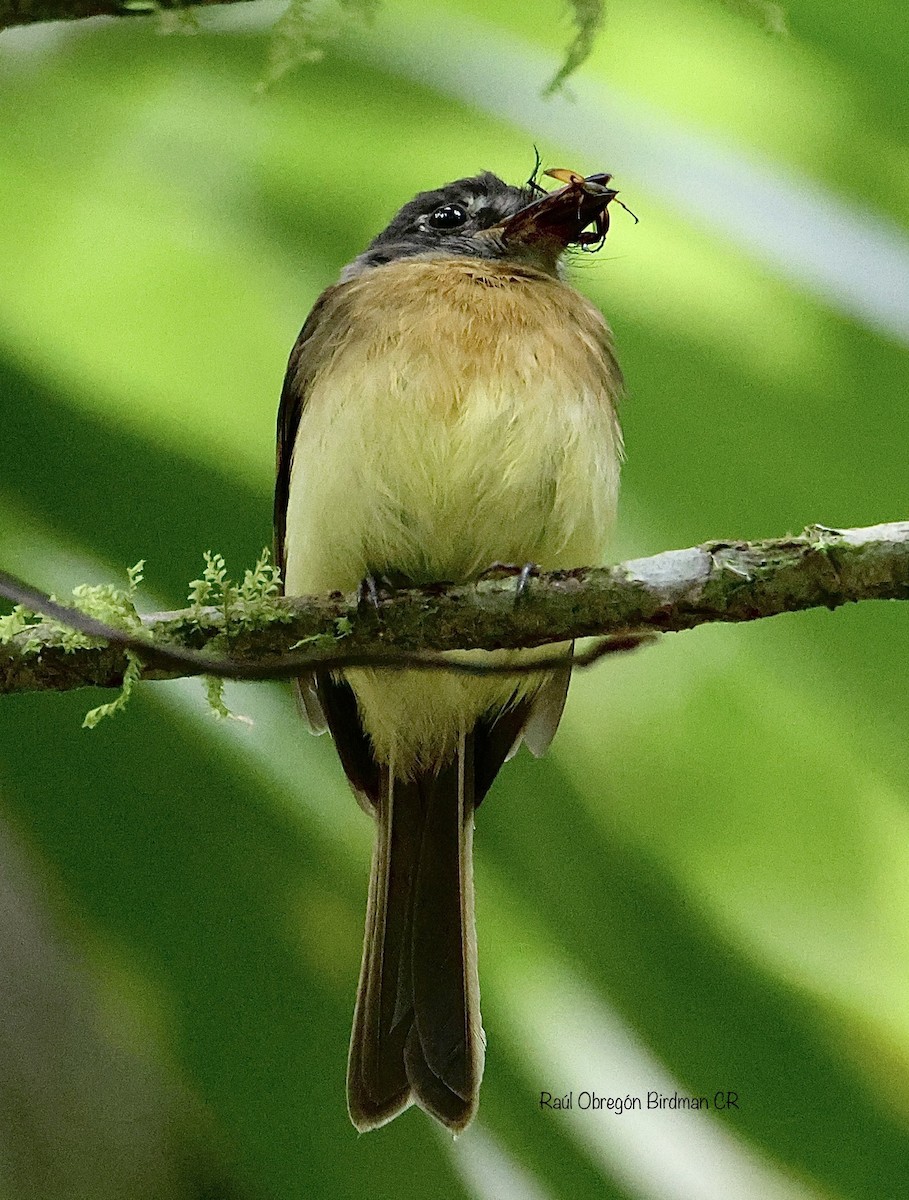Tawny-chested Flycatcher - ML637759135