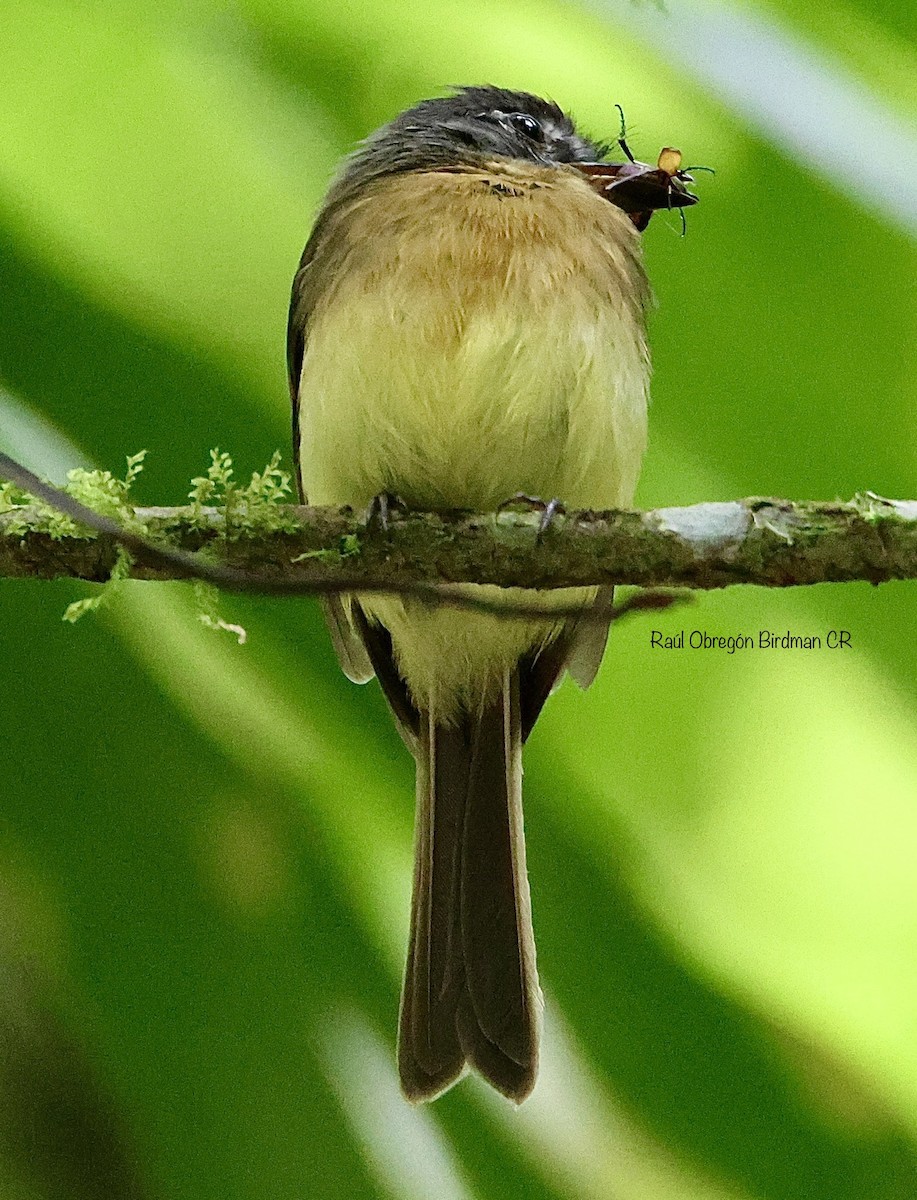 Tawny-chested Flycatcher - ML637759136