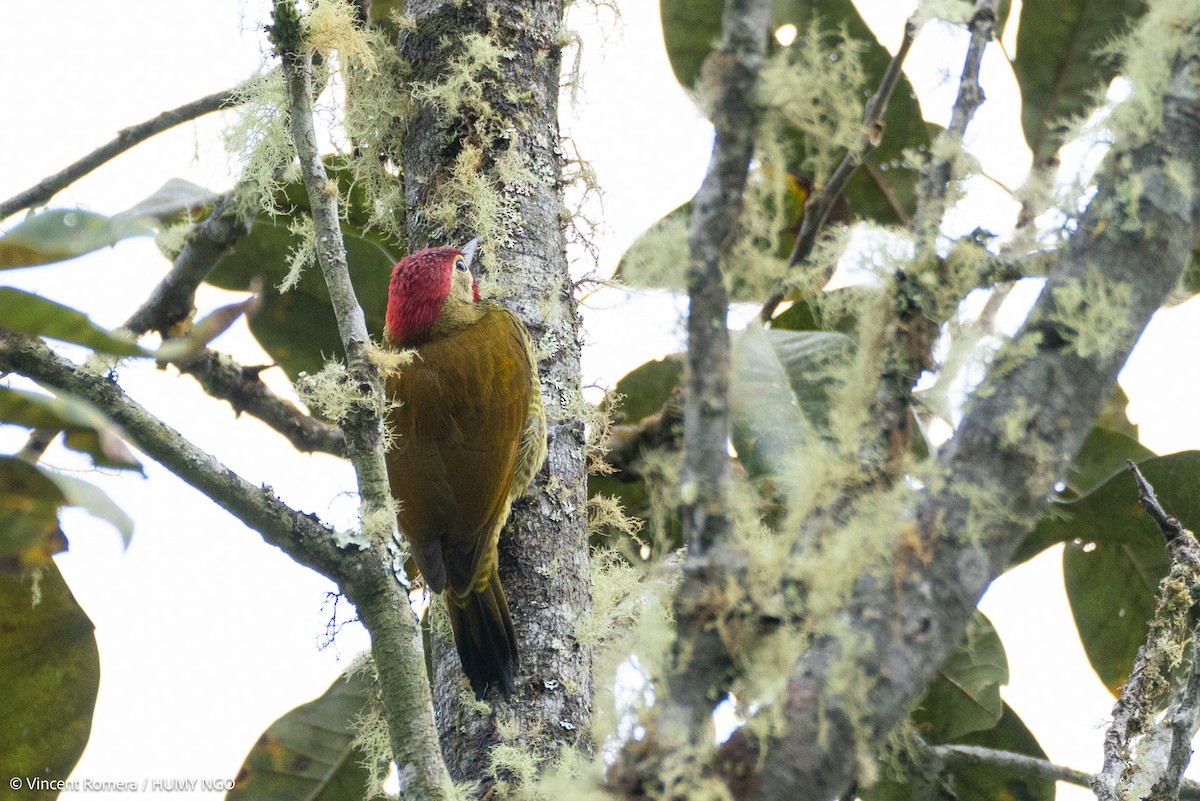 Golden-olive Woodpecker - ML637759148