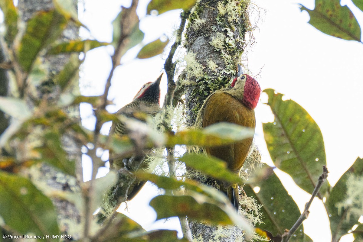 Golden-olive Woodpecker - ML637759149
