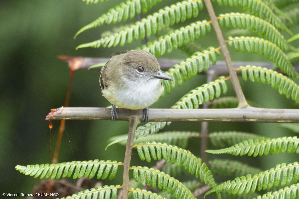 Pale-edged Flycatcher - ML637759151