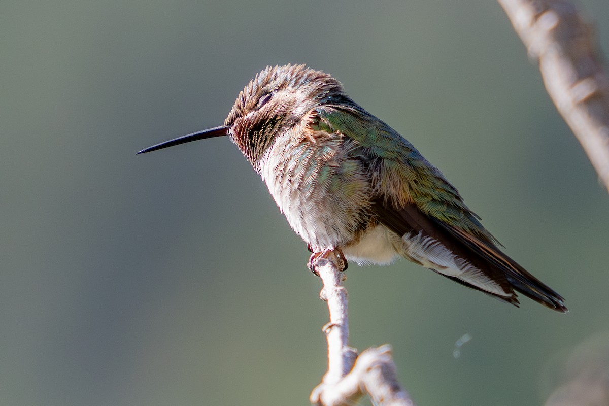 Broad-tailed Hummingbird - ML637759160