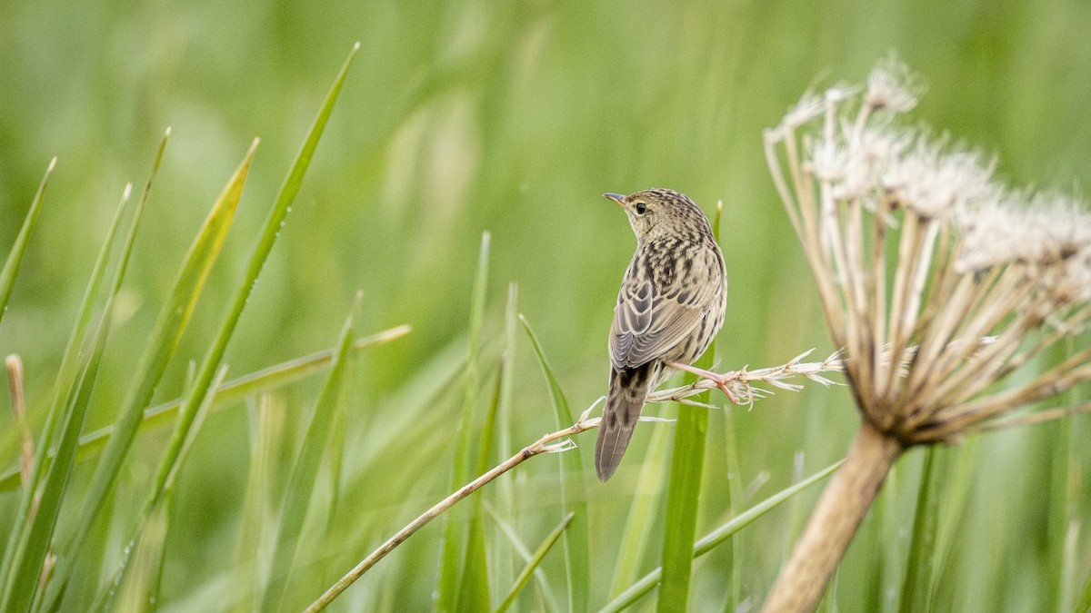 Lanceolated Warbler - ML637759162