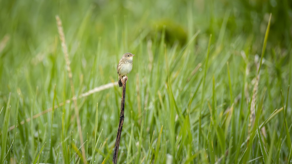 Lanceolated Warbler - ML637759166