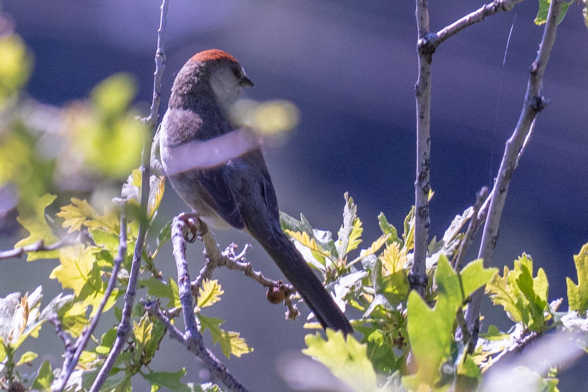 Green-tailed Towhee - ML637759167