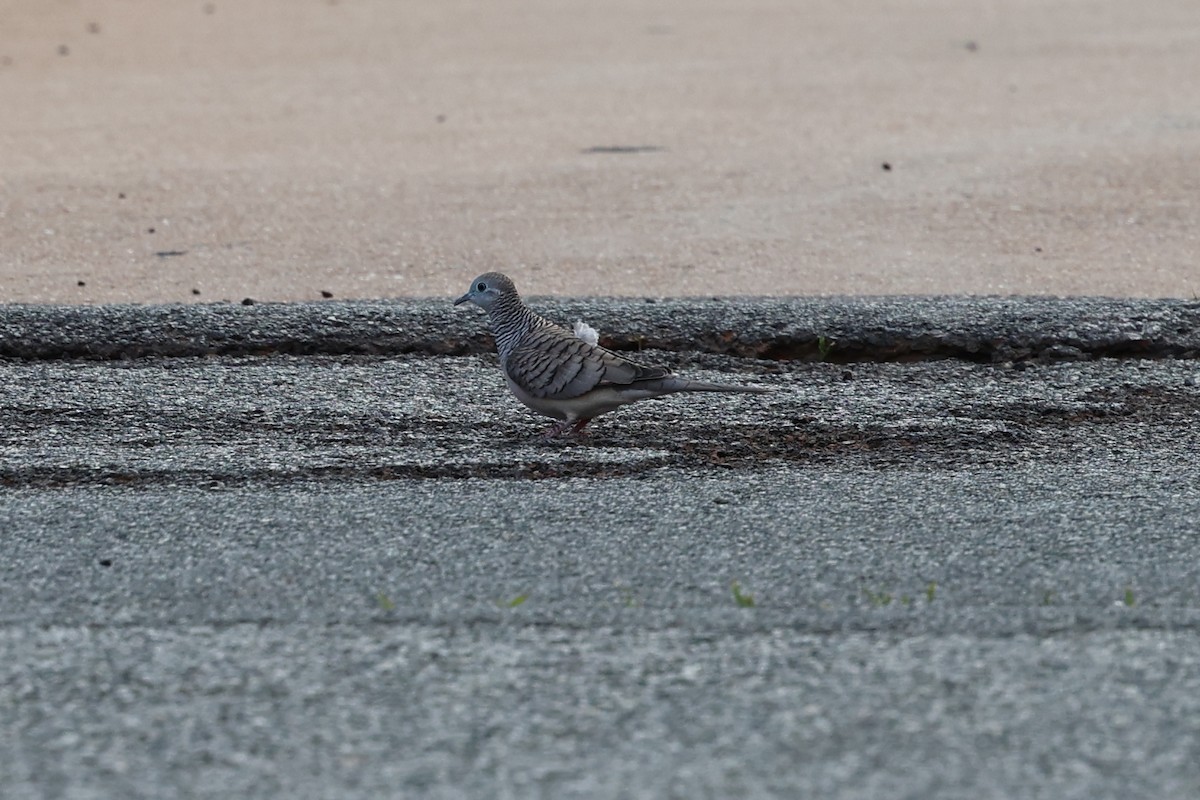 Peaceful Dove - ML637759171