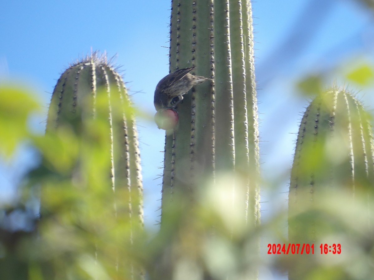 Common Cactus-Finch - ML637759185