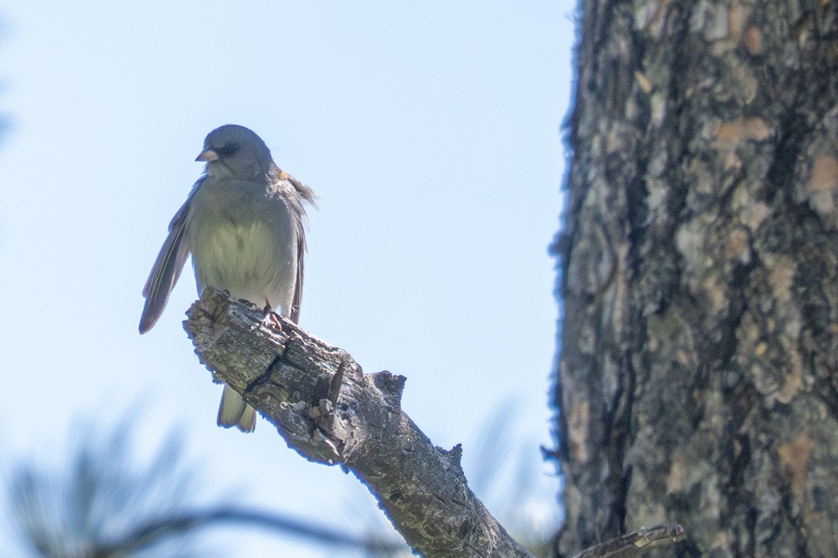 Dark-eyed Junco - ML637759197