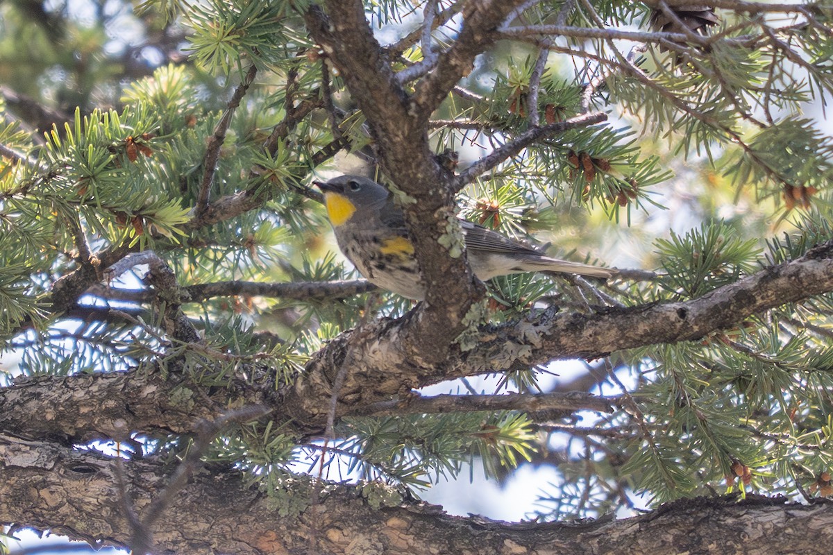 Yellow-rumped Warbler - ML637759202