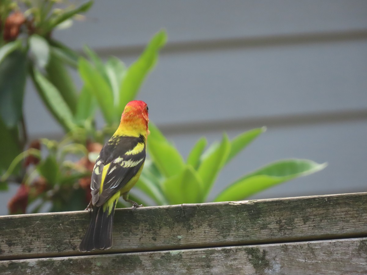 Western Tanager - ML637759208