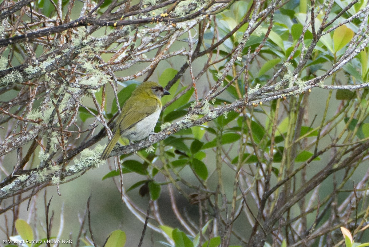 Black-billed Peppershrike - ML637759209