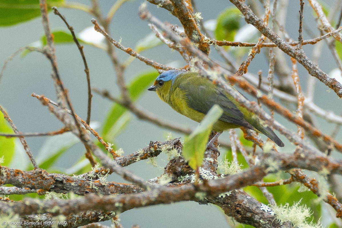 Golden-rumped Euphonia - ML637759223