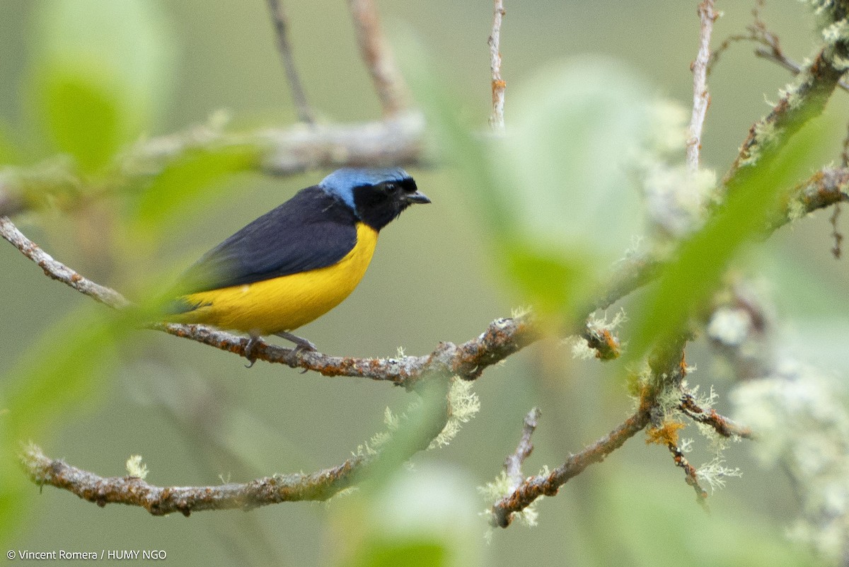Golden-rumped Euphonia - ML637759224
