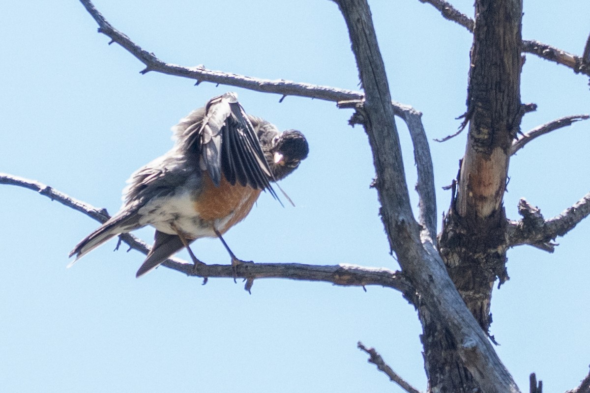 American Robin - ML637759225
