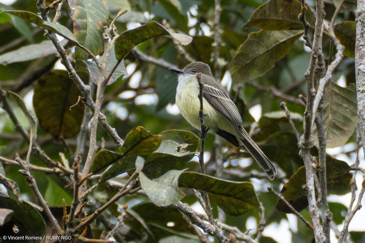Pale-edged Flycatcher - ML637759226