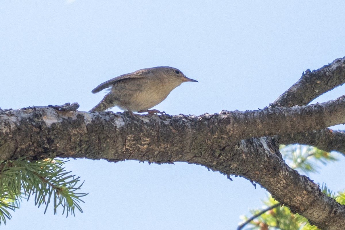 Northern House Wren - ML637759234