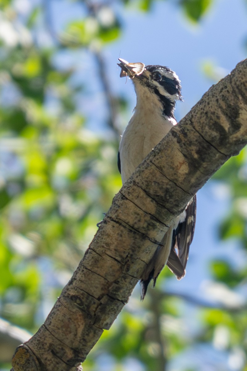 Hairy Woodpecker - ML637759247