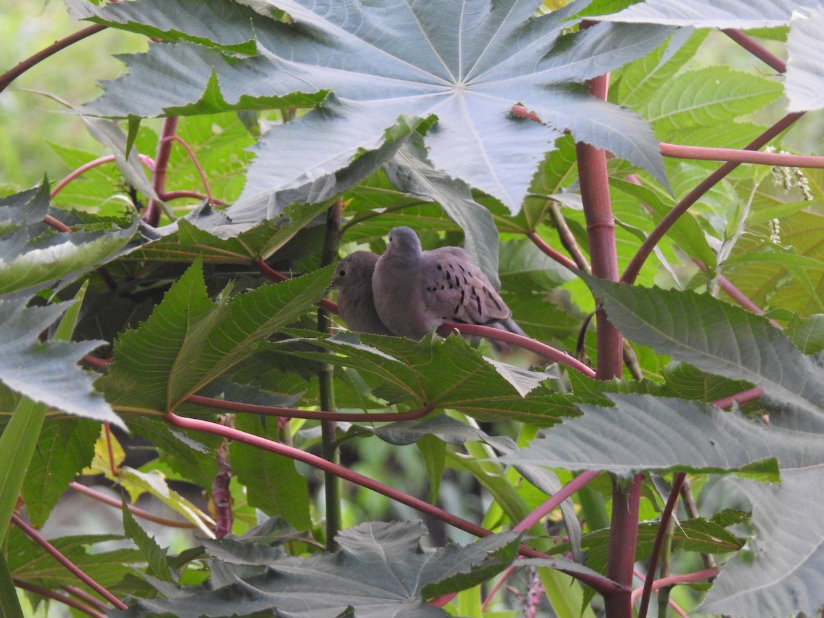 Ecuadorian Ground Dove - ML637759265
