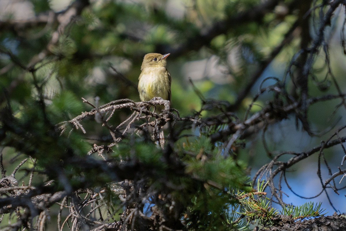 Western Flycatcher - ML637759272
