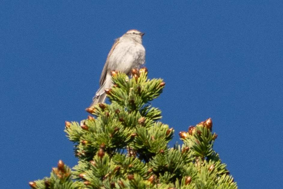 Chipping Sparrow - ML637759273