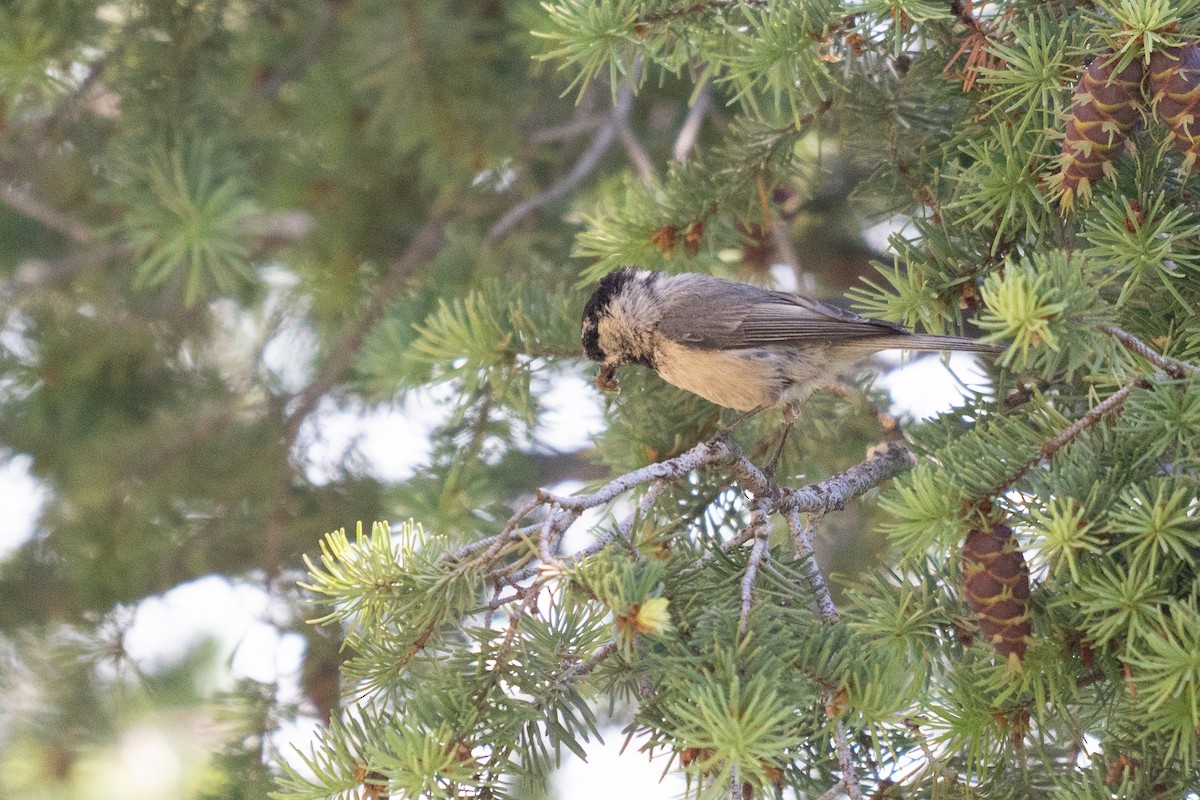 Mountain Chickadee - ML637759277