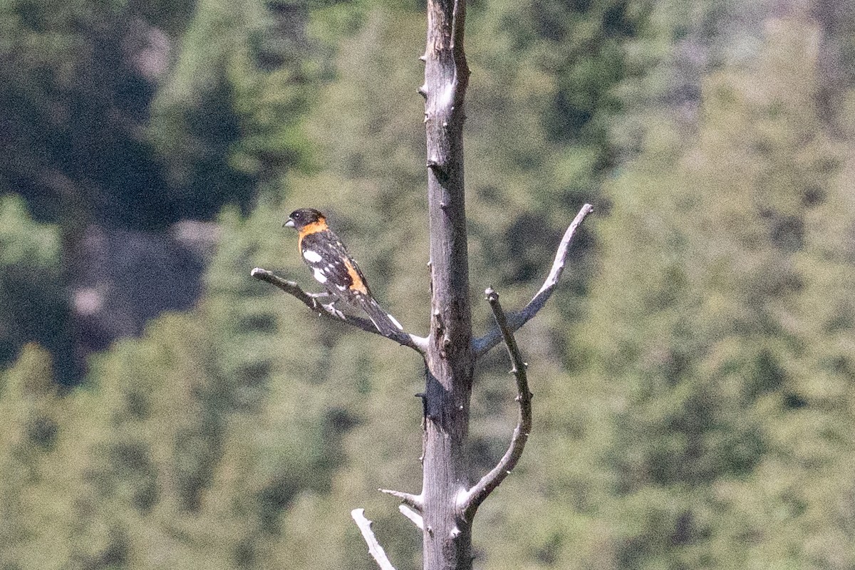 Black-headed Grosbeak - ML637759297
