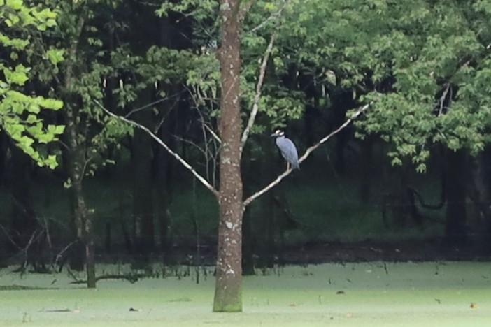 Yellow-crowned Night Heron - ML637759343