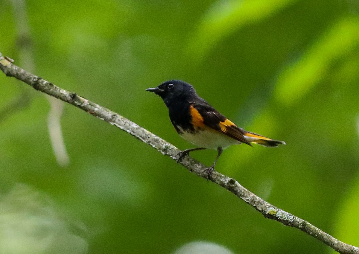 American Redstart - ML637759380