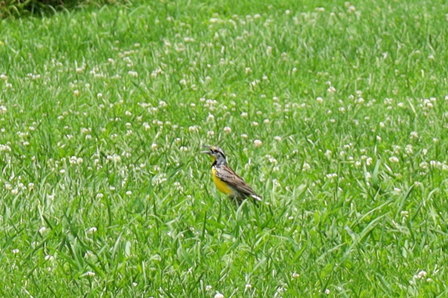 Eastern Meadowlark - ML637759386