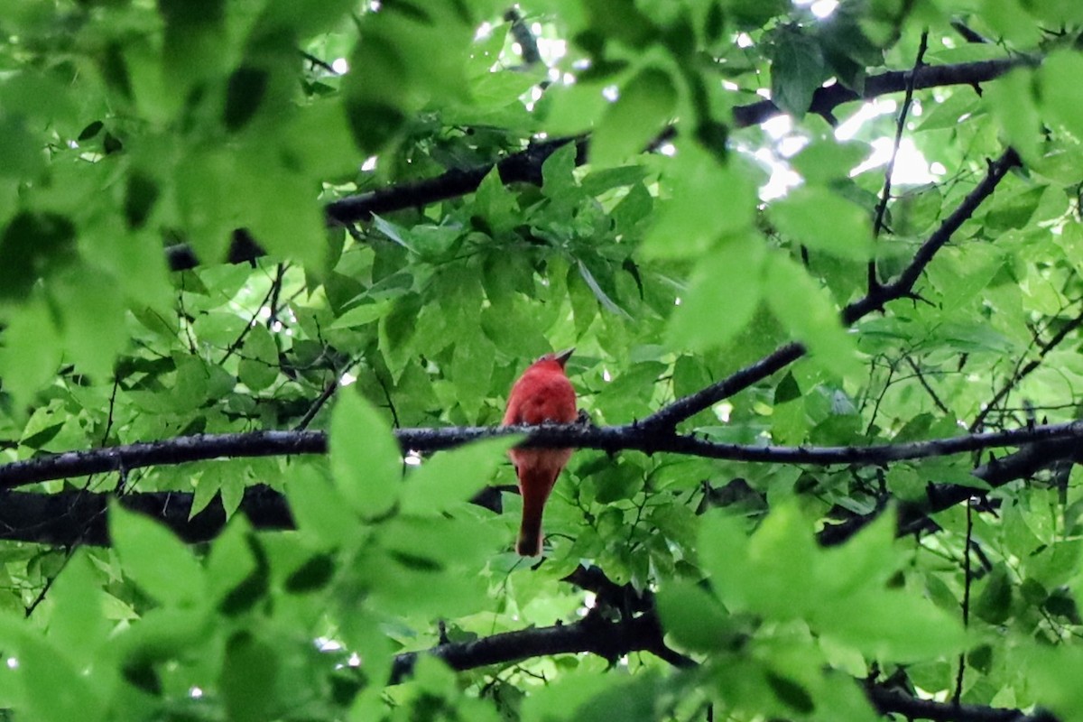 Summer Tanager - ML637759395
