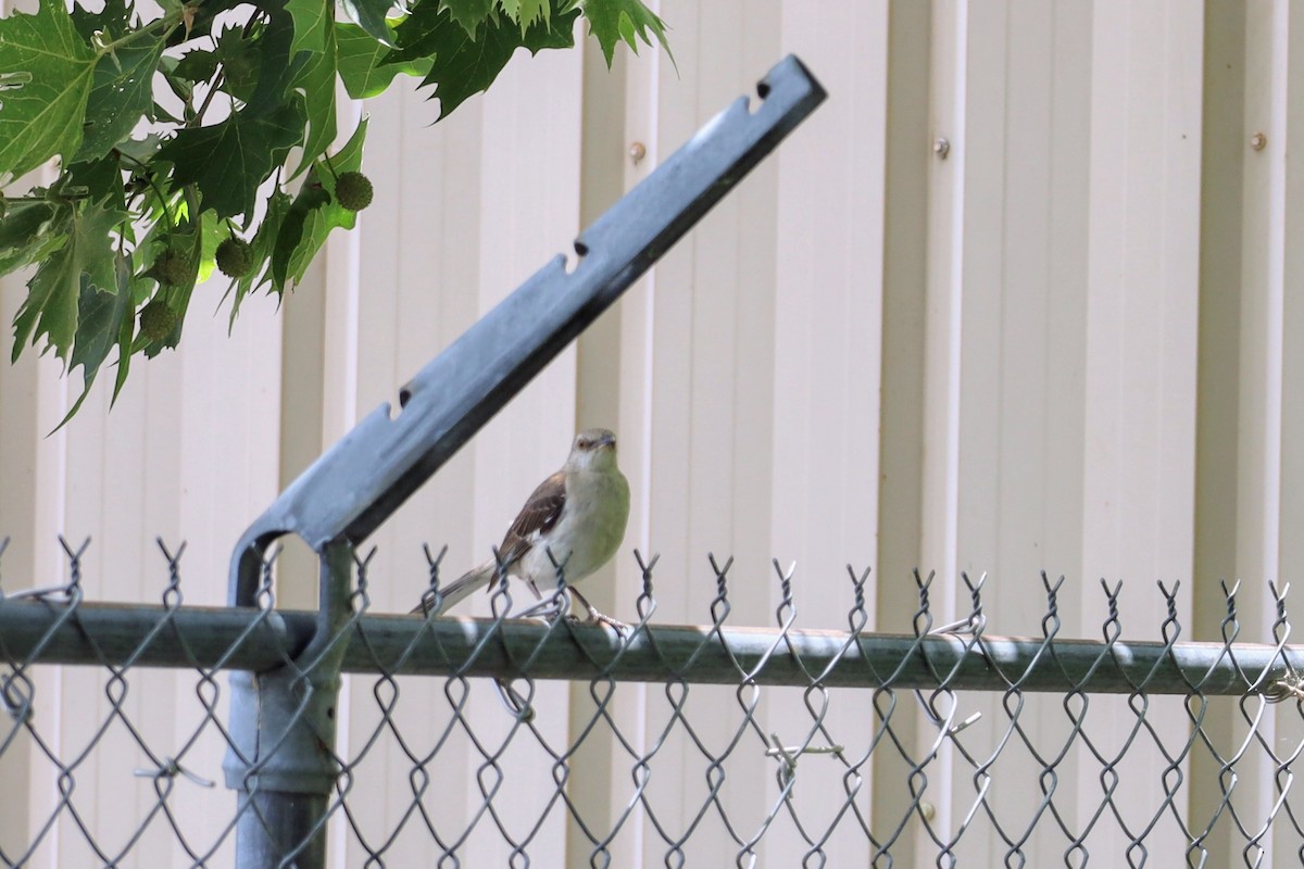 Northern Mockingbird - ML637759400