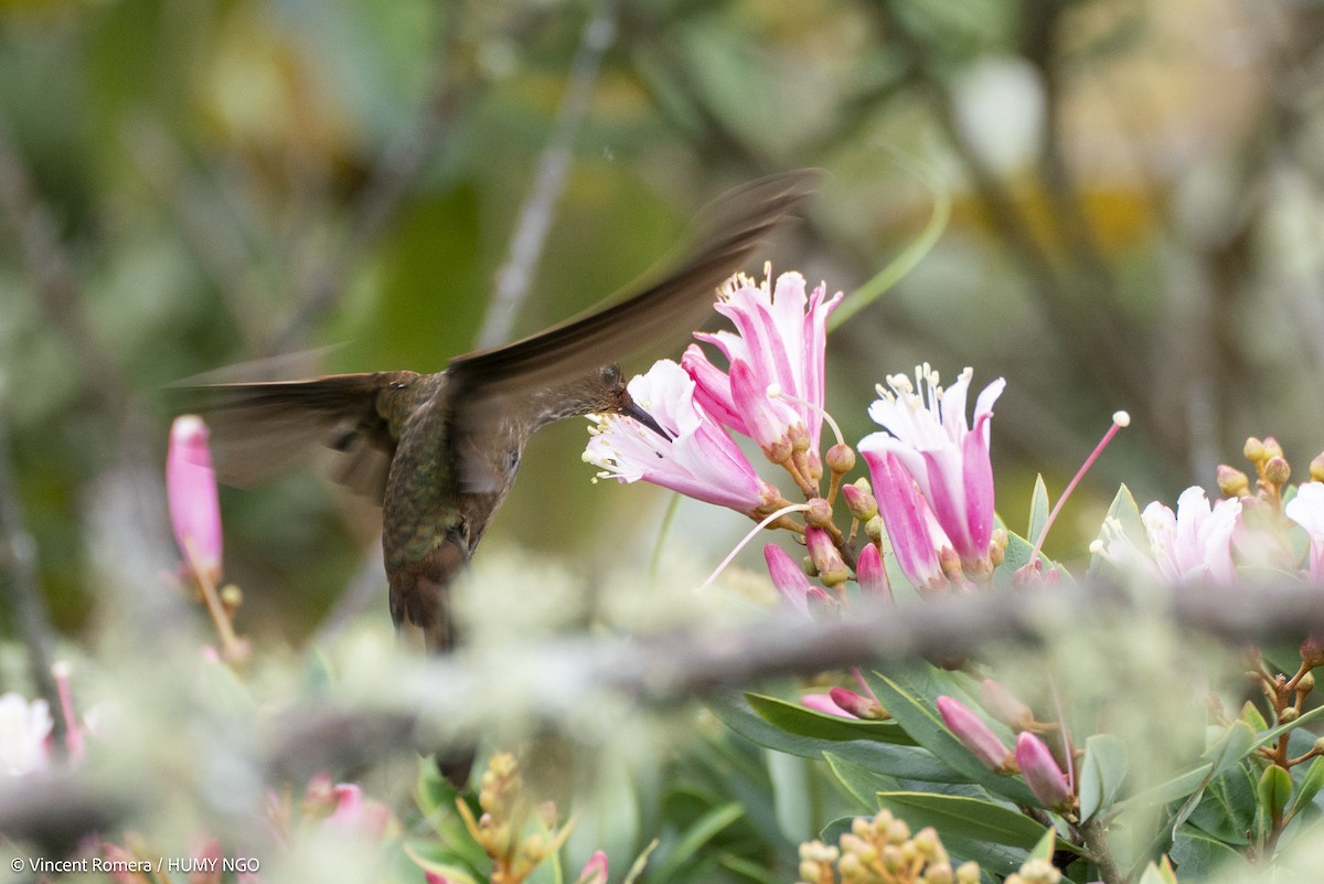 Bronzy Inca - ML637759406